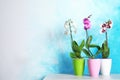 Beautiful tropical orchid flowers in pots on table Royalty Free Stock Photo