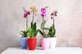 Beautiful tropical orchid flowers in pots on table Royalty Free Stock Photo