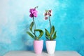 Beautiful tropical orchid flowers in pots on table Royalty Free Stock Photo