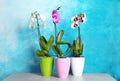 Beautiful tropical orchid flowers in pots on table Royalty Free Stock Photo