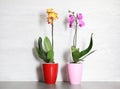 Beautiful tropical orchid flowers in pots on table Royalty Free Stock Photo