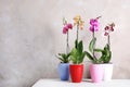Beautiful tropical orchid flowers in pots on table near color wall.