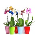 Beautiful tropical orchid flowers in pots Royalty Free Stock Photo