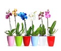 Beautiful tropical orchid flowers in pots Royalty Free Stock Photo