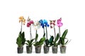 Beautiful tropical orchid flowers in pots Royalty Free Stock Photo