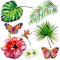 Beautiful tropical palm leaves and flowers, watercolor Royalty Free Stock Photo