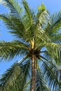 Beautiful tropical palm tree against the blue sky. Close-up. Royalty Free Stock Photo