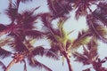 Beautiful tropical palm tree around beach sea ocean at sunset or sunrise Royalty Free Stock Photo