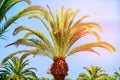 Beautiful tropical palm tree in the sun, close-up. The leaves of a coconut palm look like a pineapple. African tree grove against Royalty Free Stock Photo