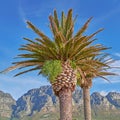 Beautiful tropical palm trees growing against a blue sky and mountain background. Scenic Landscape of an iconic landmark Royalty Free Stock Photo