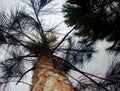 Beautiful tropical pine. Basic RGB