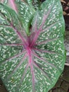 Beautiful tropical plant leaves shaped like love