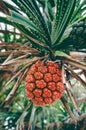 Beautiful tropical plant Pandanus tectorius Hala, Bacua, Vacquo Royalty Free Stock Photo