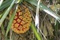 beautiful tropical plant Pandanus tectorius (Hala, Bacua, Vacquois). Royalty Free Stock Photo