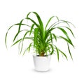 Tropical plant Pandanus tree, Palm Pandan a potted plant isolated over white