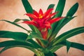 Beautiful tropical houseplant. Bromelia Guzmania. Red flowering, closeup.