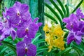 Beautiful tropical purple and yellow branchs of orchid flower phalaenopsis from family Orchidaceae Royalty Free Stock Photo