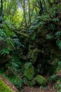 Beautiful tropical rainforest near the hot springs Royalty Free Stock Photo