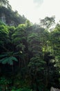 Beautiful tropical rainforest near the hot springs Royalty Free Stock Photo