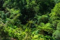 Beautiful tropical rainforest near the hot springs Royalty Free Stock Photo