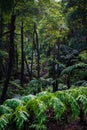 Beautiful tropical rainforest near the hot springs Royalty Free Stock Photo