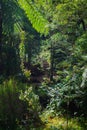 Beautiful tropical rainforest near the hot springs Royalty Free Stock Photo