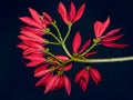 Beautiful tropical red flower. Madagascar.