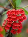 Beautiful tropical red flower. Madagascar.