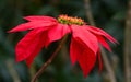 Beautiful tropical red flower. Madagascar.