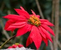 Beautiful tropical red flower. Madagascar.