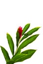 A Beautiful Tropical Red Ginger (Alpinia Purpurata) Flower. Royalty Free Stock Photo
