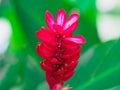 A beautiful tropical red ginger flower have black ants swarm around.