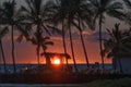 Tropical beach sunset with palm tree silhouettes in Hawaii. Royalty Free Stock Photo