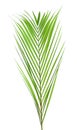 Beautiful tropical Sago palm leaf