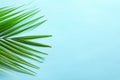 Beautiful tropical Sago palm leaf on color background,