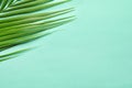 Beautiful tropical Sago palm leaf on color background