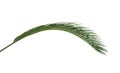 Beautiful tropical Sago palm leaf isolated on white