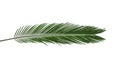 Beautiful tropical Sago palm leaf