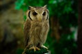 Beautiful tropical screech owl Royalty Free Stock Photo