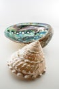 Beautiful tropical sea shells Haliotis discus abalone and pearl