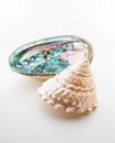 Beautiful tropical sea shells Haliotis discus abalone and pearl