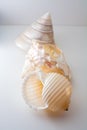 Beautiful tropical sea shells white pearly Trochus Tectus niloticus and Tonna shell isolated, close up