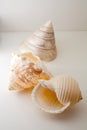 Beautiful tropical sea shells white pearly Trochus Tectus niloticus and Tonna shell isolated, close up