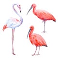 Watercolor ibis and flamingo set