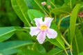 Beautiful tropical single flower of Pink Trumpet-Tree Royalty Free Stock Photo