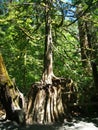 Impressing examle for Buttress root of a shallowly rooted tree redwood Royalty Free Stock Photo