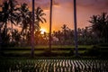 Beautiful sunset over a rice field with palm trees in Bali, Indonesia, Asia