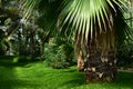 Beautiful tropical tree Royalty Free Stock Photo