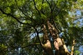 Beautiful tropical tree pulai bukit or common pulai, lush foliage in landscape format Royalty Free Stock Photo