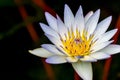 Beautiful Tropical White Water Lily Flower Royalty Free Stock Photo